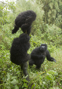 gorilla